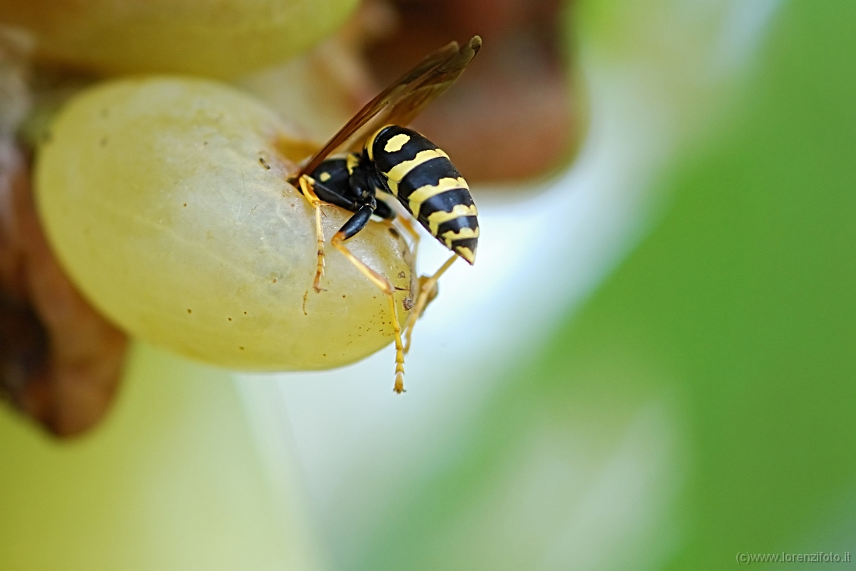 Polistes gallicus 2.jpg